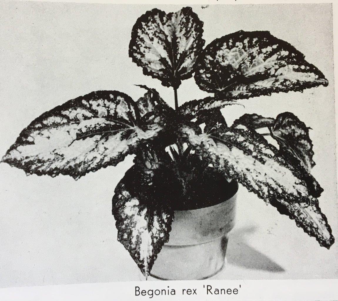 B. ‘Ranee’